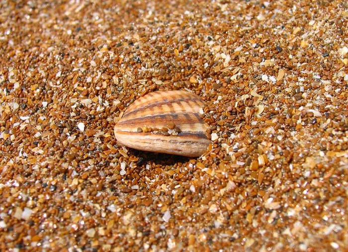 Ракушка в песке