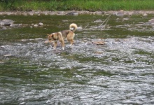 Пес переходит реку Юрюзань вброд