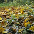Осенний развал