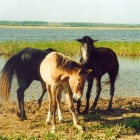 Ходят кони к водопою: окрестности Аркаима