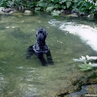 Водяной... пес :-)