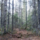 Лес на северном склоне г. Круглица