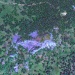 Южная скала. Вид из космоса