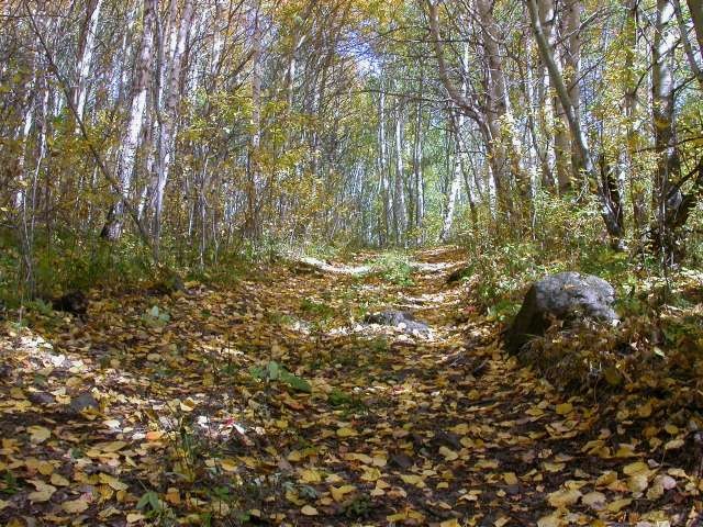 Лесной дорогой на гору Кусимова