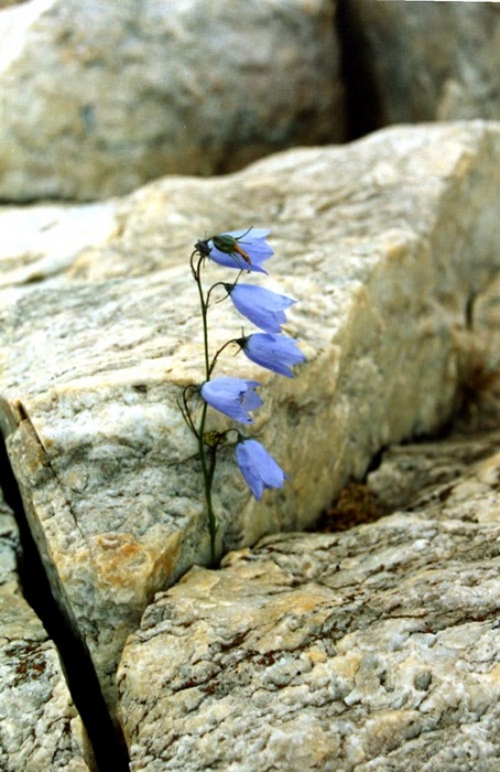 "Каменный цветок"