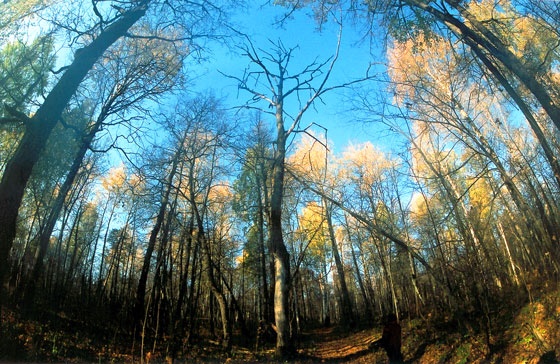 лес Масима-2