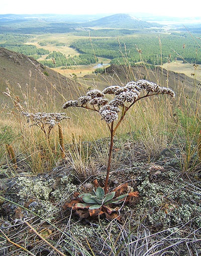 флора хр. Нурали