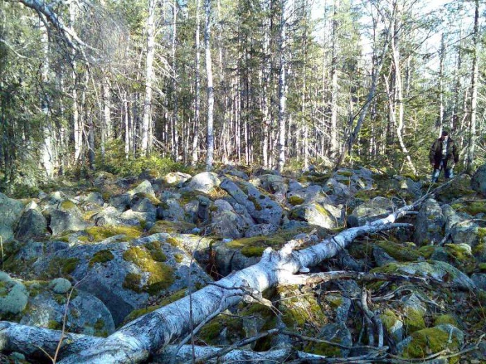 Каменная россыпь в лесу