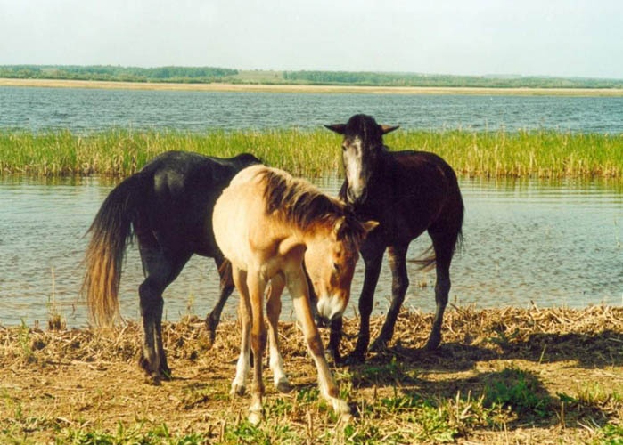 Ходят кони к водопою: окрестности Аркаима