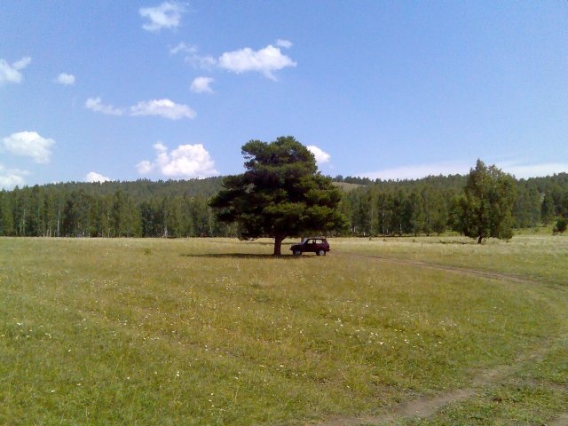 Кужановские лиственницы