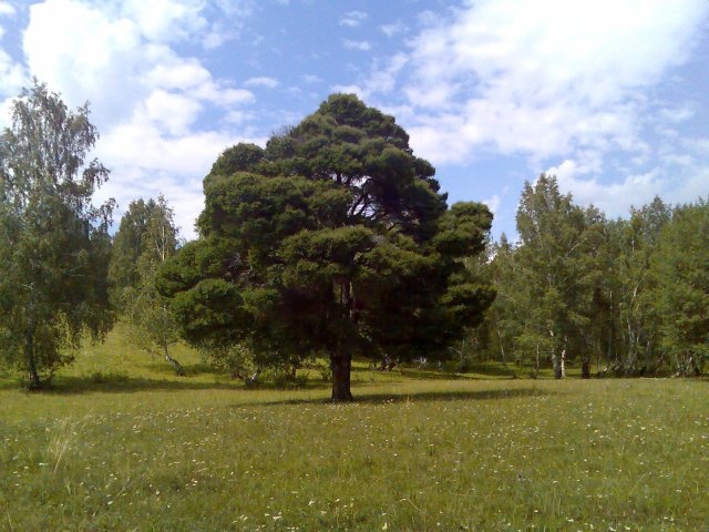 Кужановские лиственницы