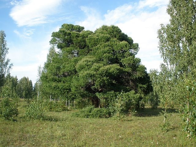 Кужановские реликтовые лиственницы