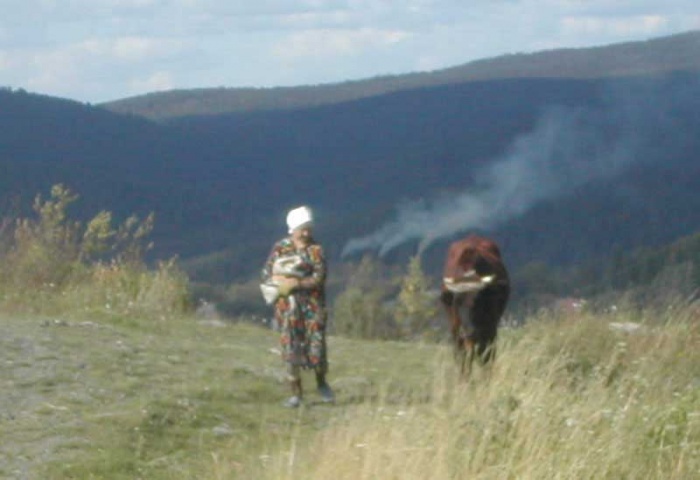 Последнее стадо в городе Златоусте