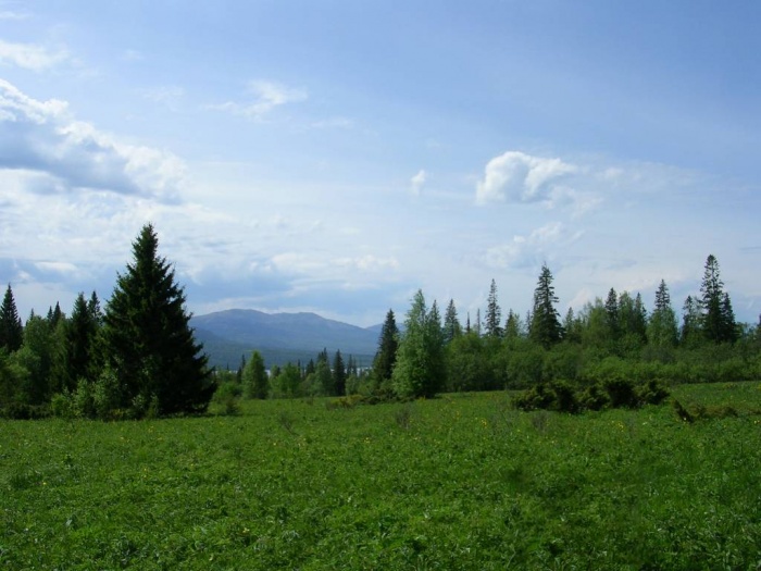 Поляна вдоль Экологической тропы на Зюраткуль