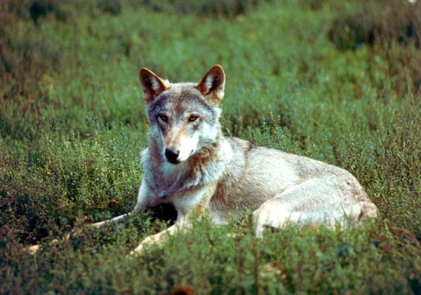 Молодой волк