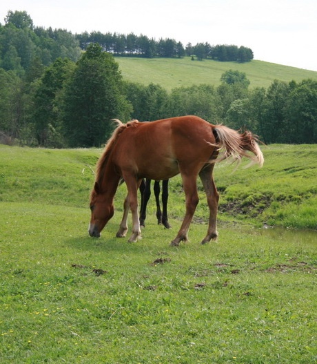 Кобылица.