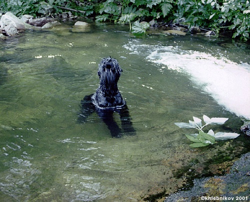 Водяной... пес :-)