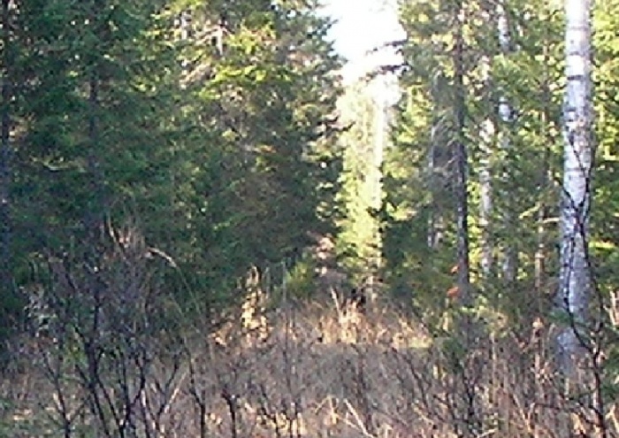Медвежонок в лесу