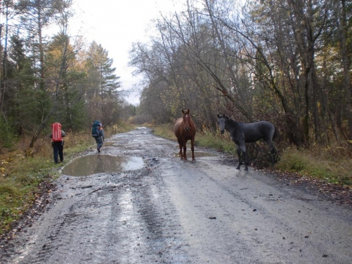 Дорога в Алескандровку, 28.09.2012