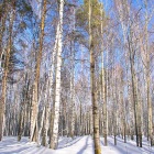 Дружная Южная Уральская Деревянная Семья