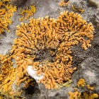 Кораллы Южного Уралла