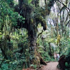 лес на склонах Килиманджаро.