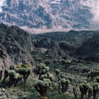 Вид на Кибо с тропы  Барранко- Каранга- Барафу.