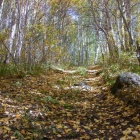 Лесной дорогой на гору Кусимова