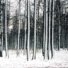 Лес под первым снегом