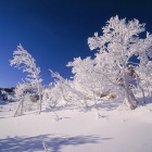 коралы