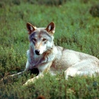 Молодой волк